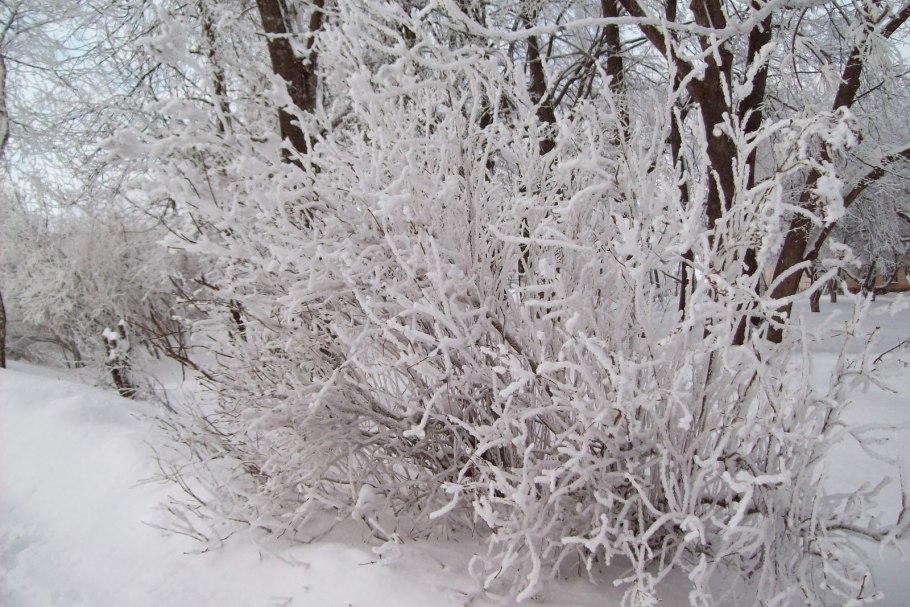 Кустик в снегу