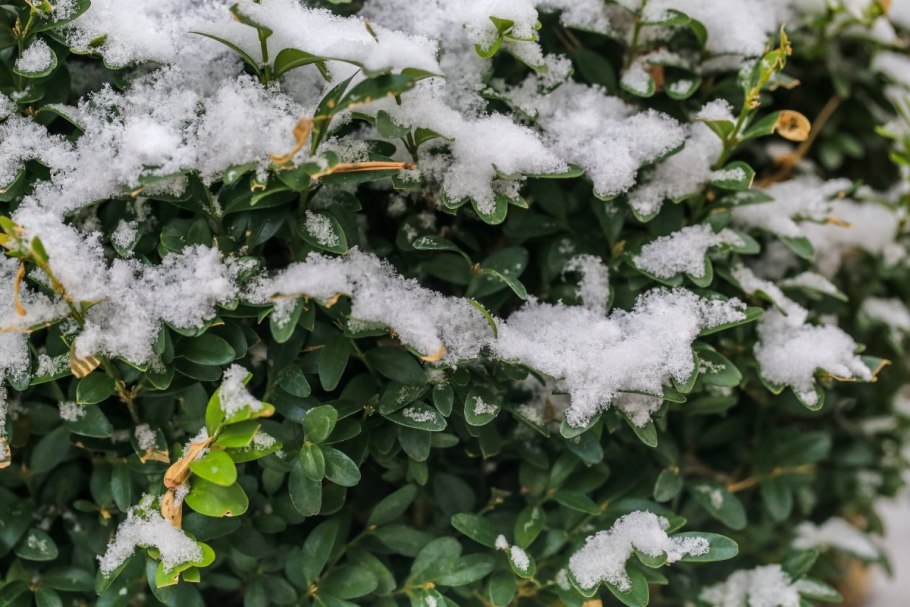 Бирючина куст на снегу