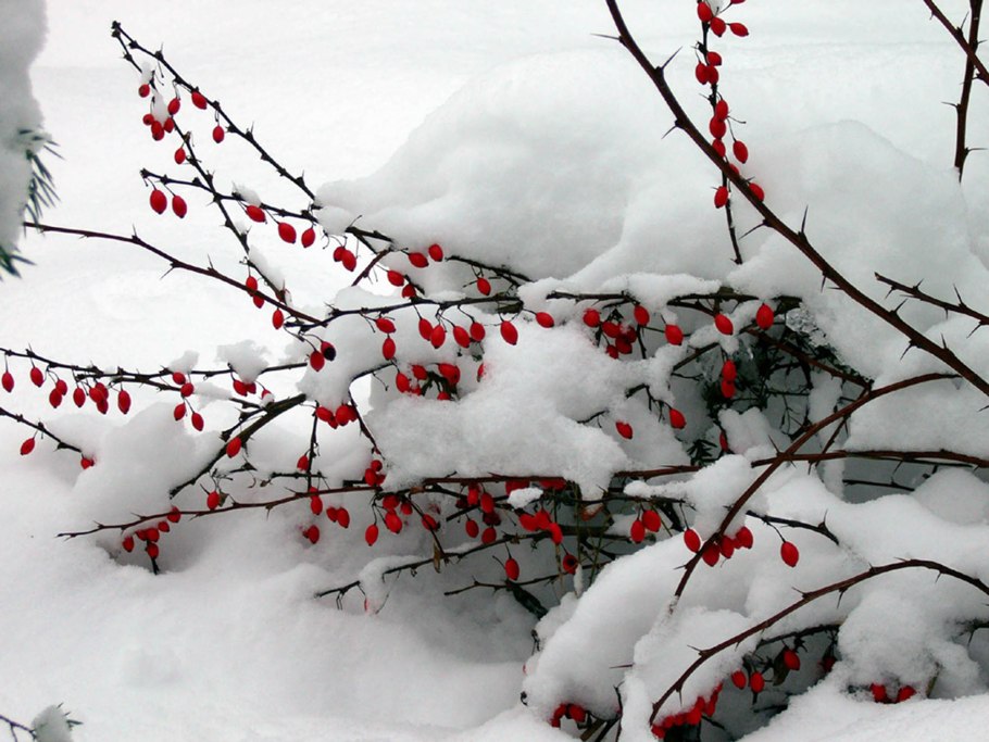 Деревья и кустарники зимой