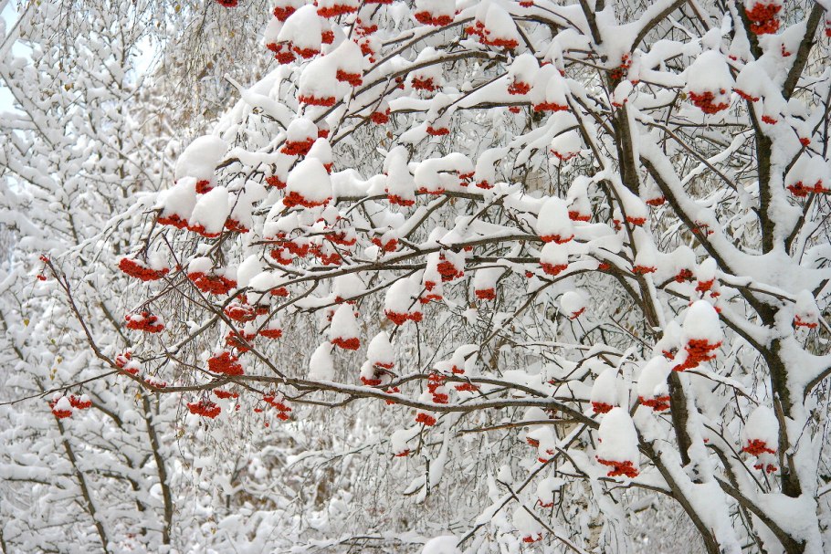 Кусты зимой