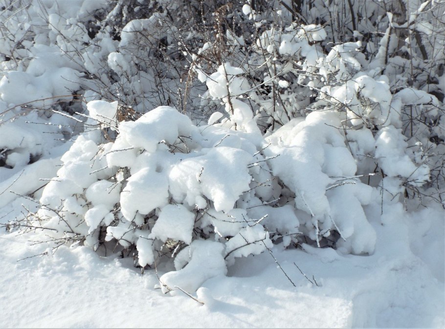 Куст на севере