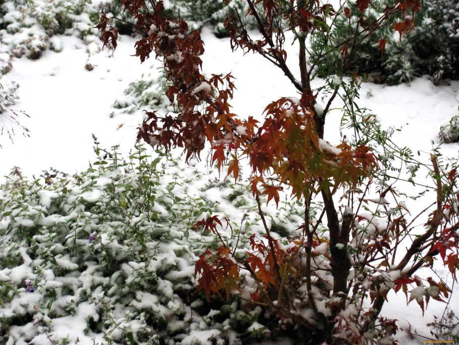 Кустарники зимой
