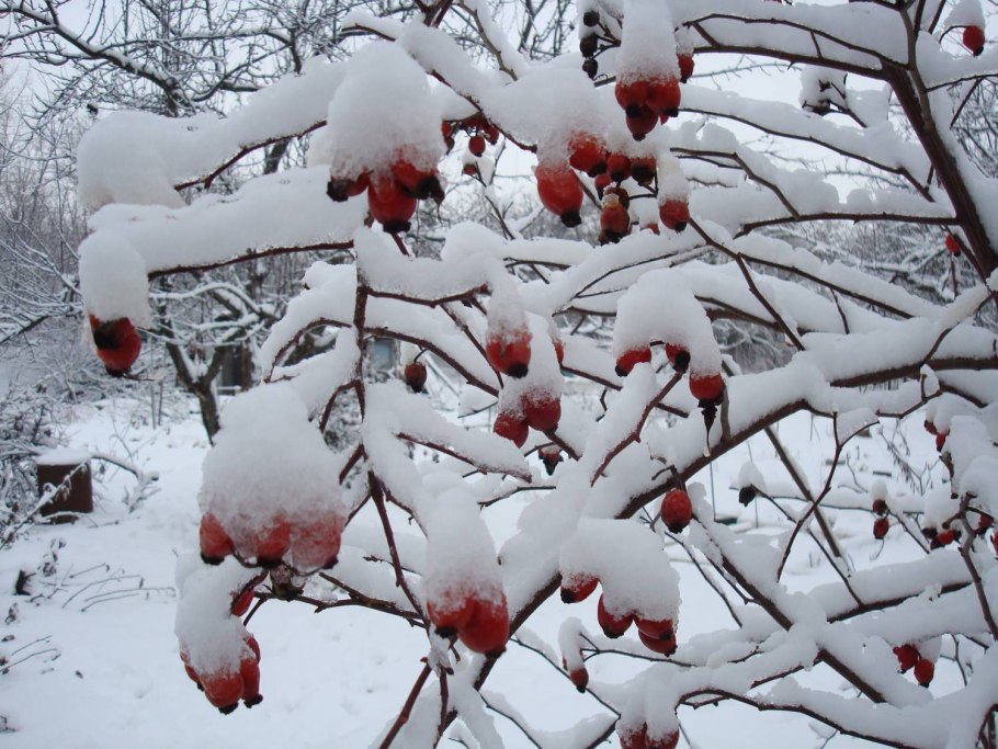 Кусты зимой