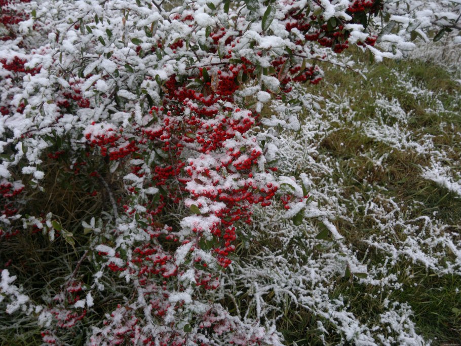 Нежная зима картинки