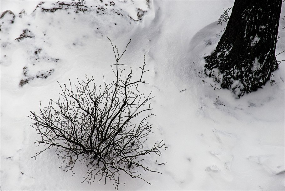 Самшит зимой