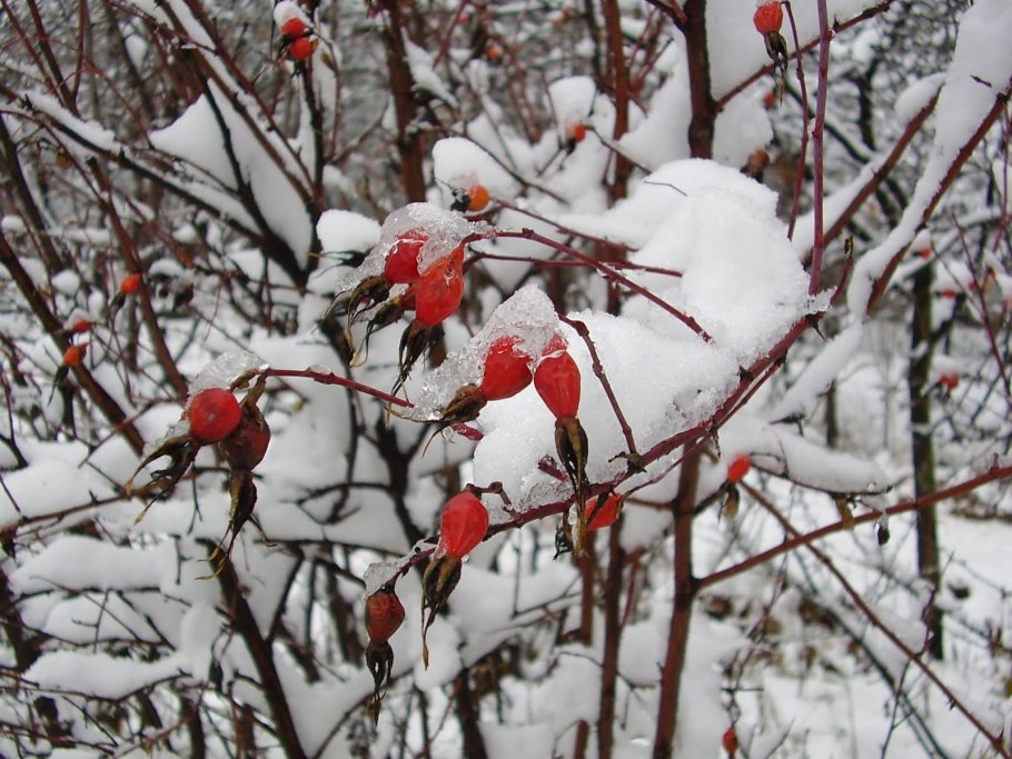 Кустарники под снегом