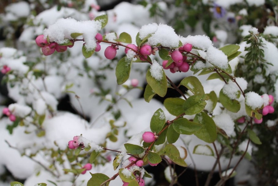 Деревья и кустарники зимой