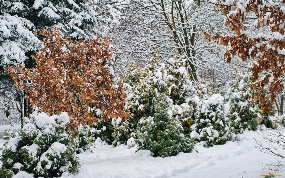 Кустарники зимой