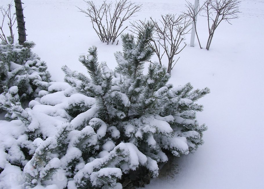 Кусты в снегу