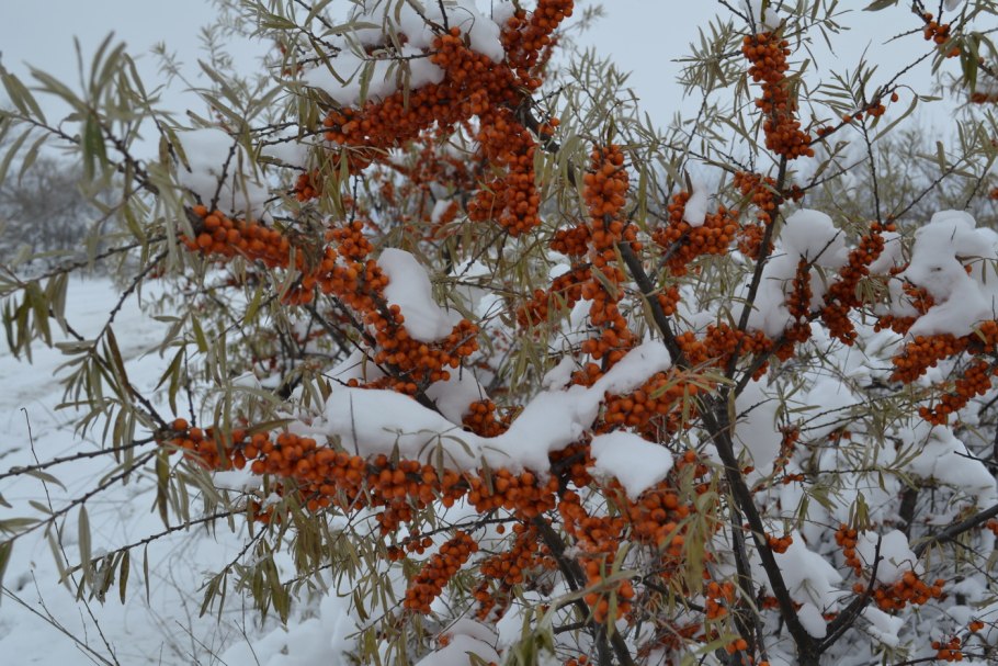 Весенний Мороз