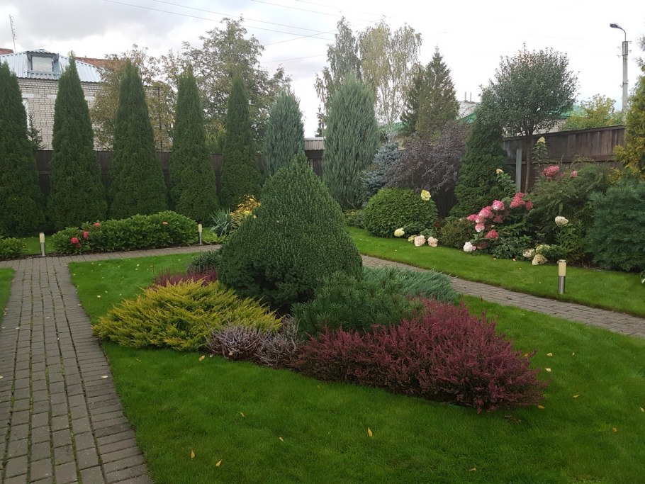 Туя Брабант ниваки