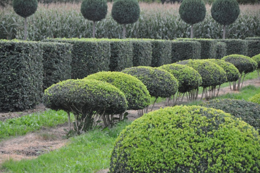 Arborescens самшит