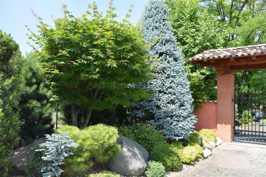 Тсуга канадская Tsuga canadensis