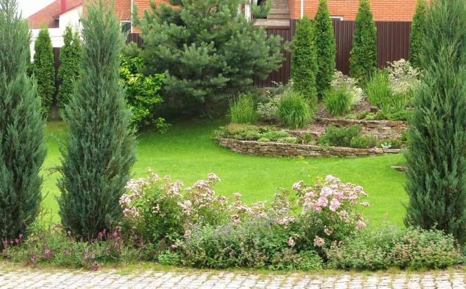 Туя плакучая