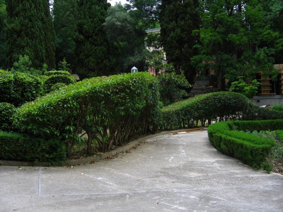 Стриженная Живая изгородь