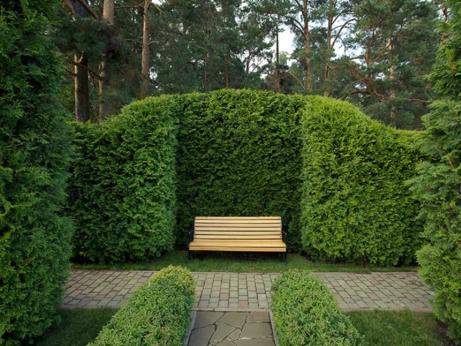 Вереск Живая изгородь