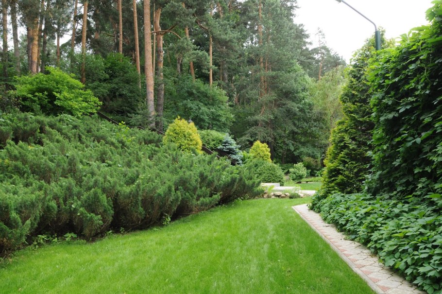 Каменистый сад с можжевельниками Блю Эрроу