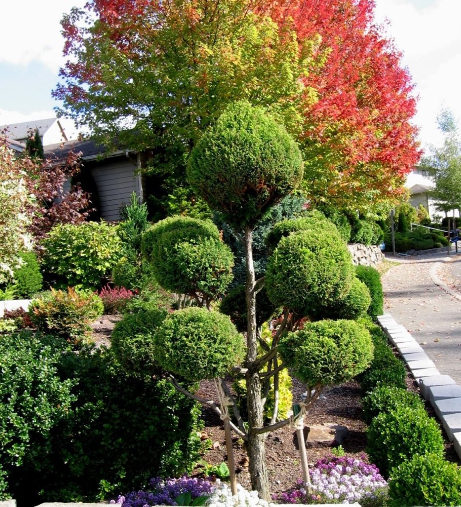 Сосна Горная Мугус ниваки