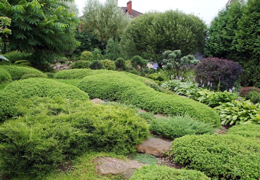 Блю Эрроу в миксбордере