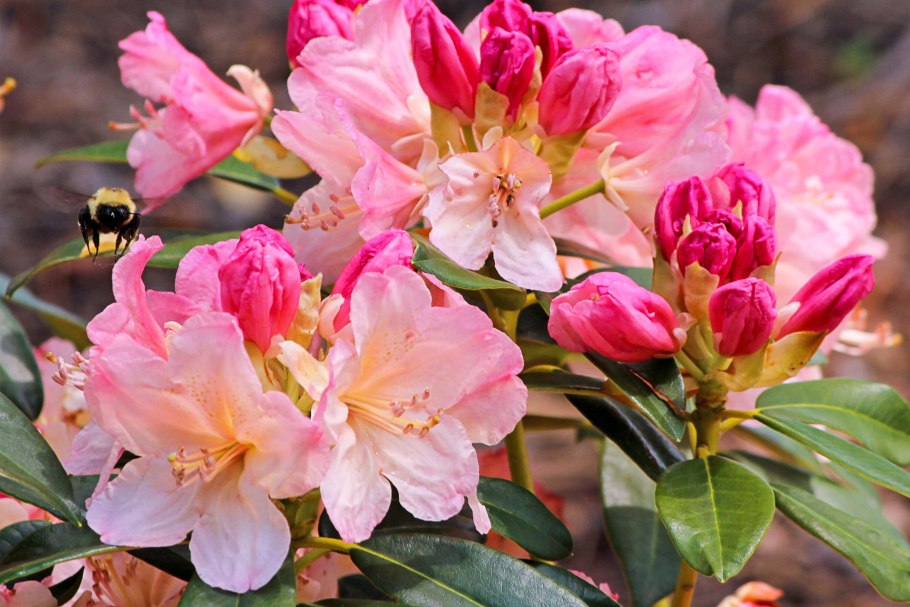 "Паучковый" рододендрум