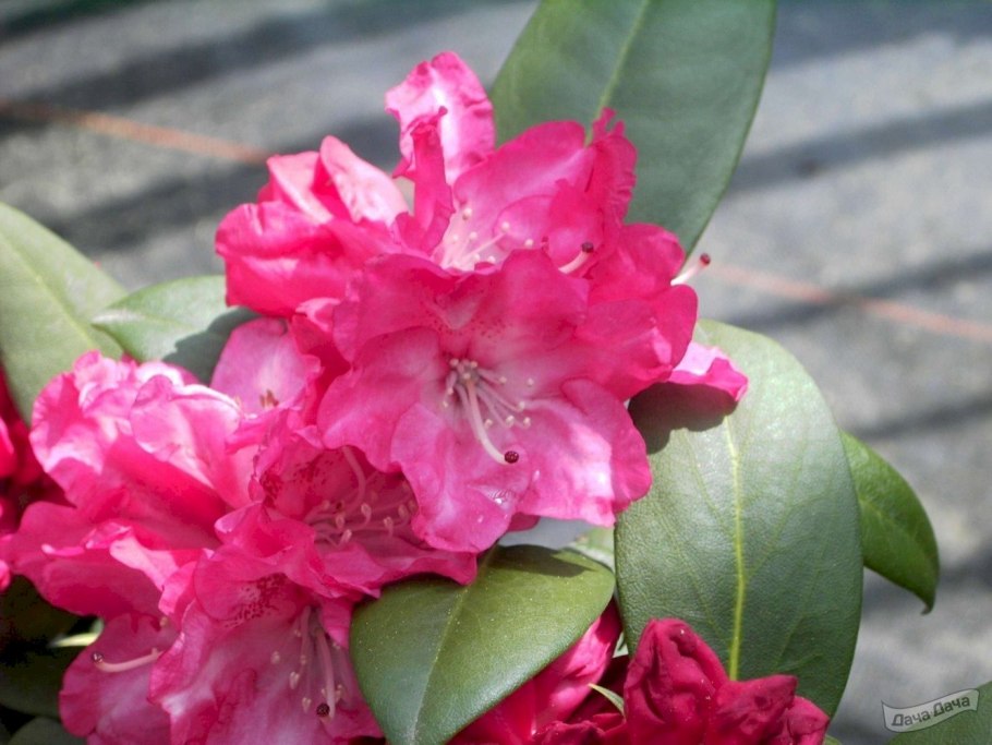 Рододендрон якушиманский Pink Cherub