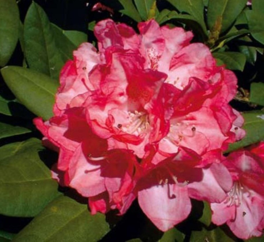 Рододендрон сорт Пикассо