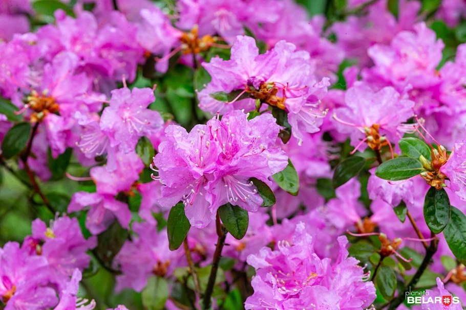 Рододендрон Wee Bee