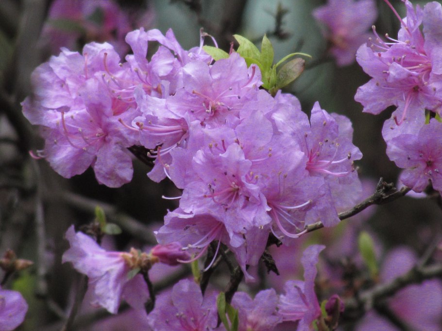 Рододендрон роза