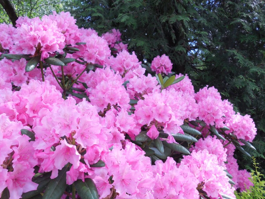 Рододендрон Мерья