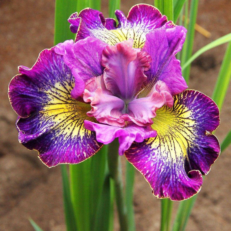 Ирис Сибирский (Iris sibirica &#96;Imperial Opal&#96;)