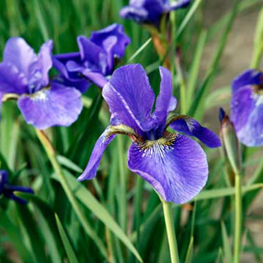 Iris sibirica 'Ruffled Velvet'