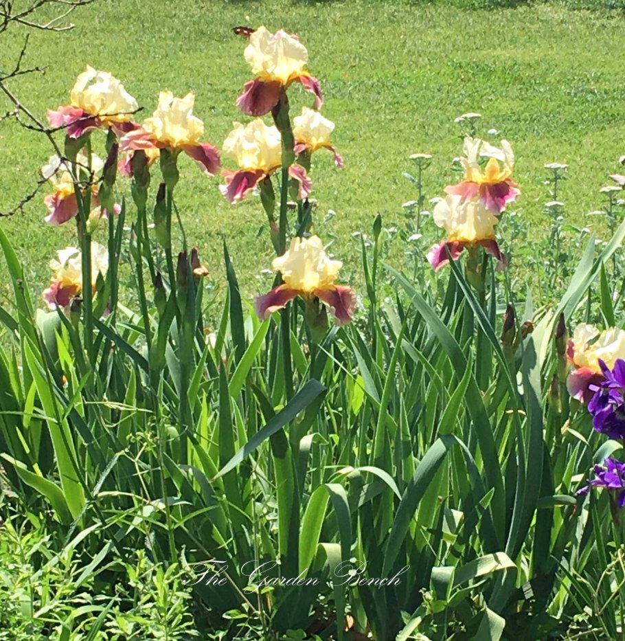 Ирис Сибирский Эстер с.д.м