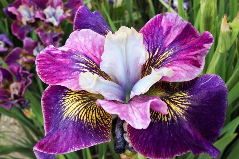Iris sibirica charming Billy