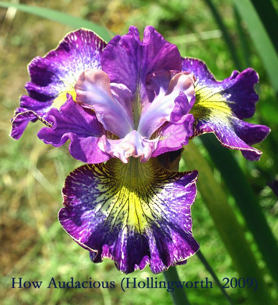 Ирис Сибирский хау АУДЕЙШИОС