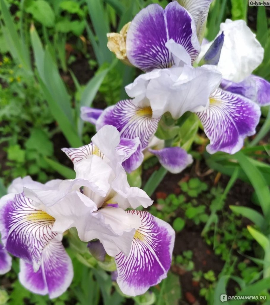 Ирис Сибирский Папилон