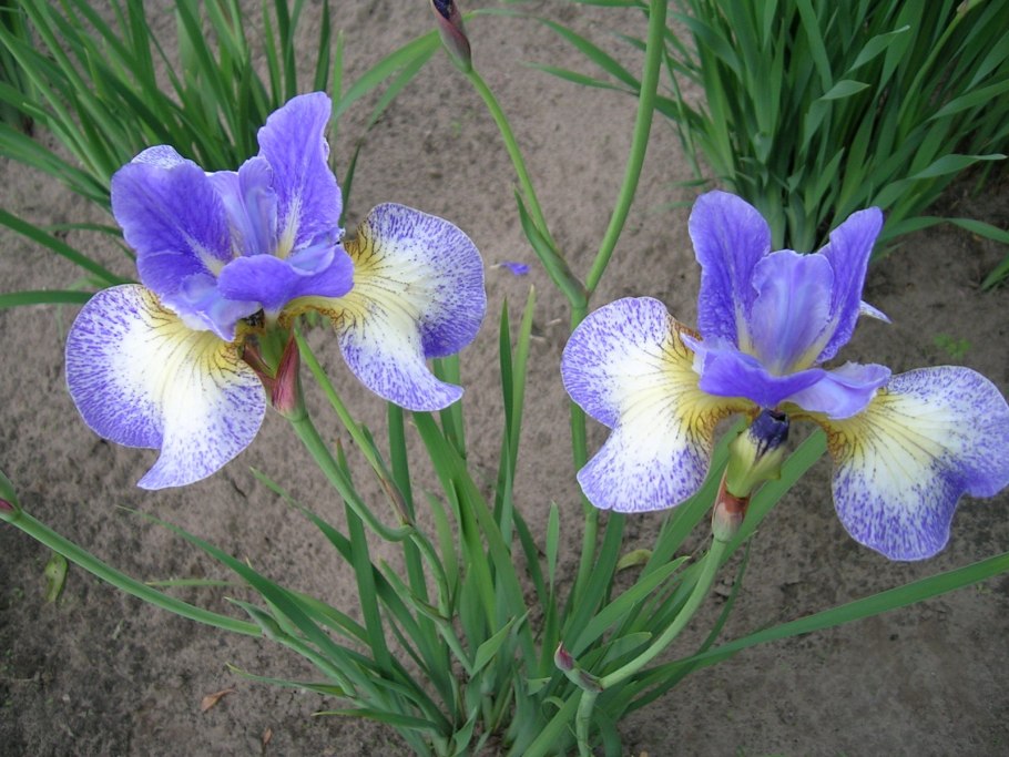 Ирис Сибирский Харпсвил Хэппинесс