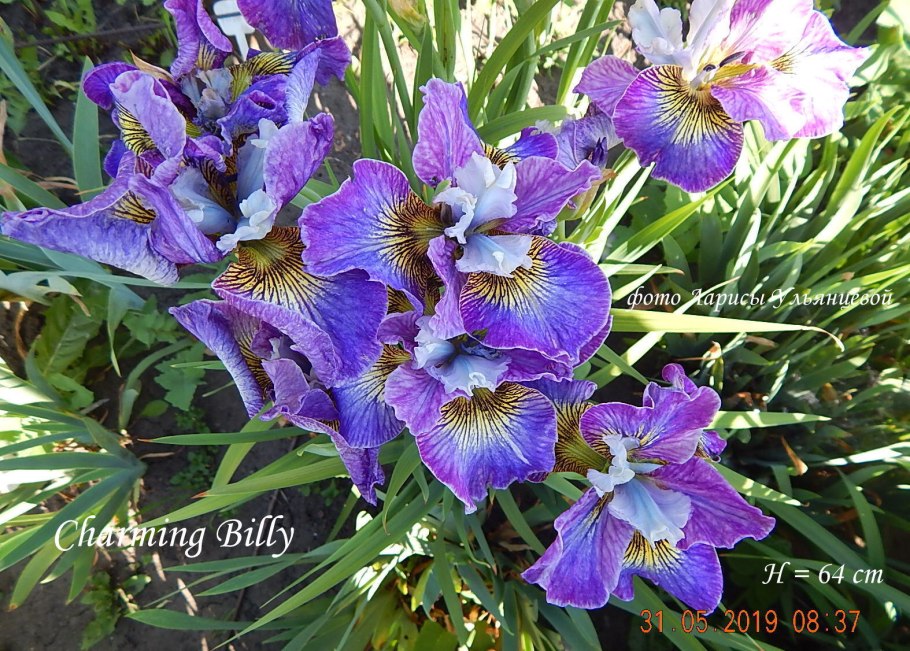 Ирис Сибирский charming Billy