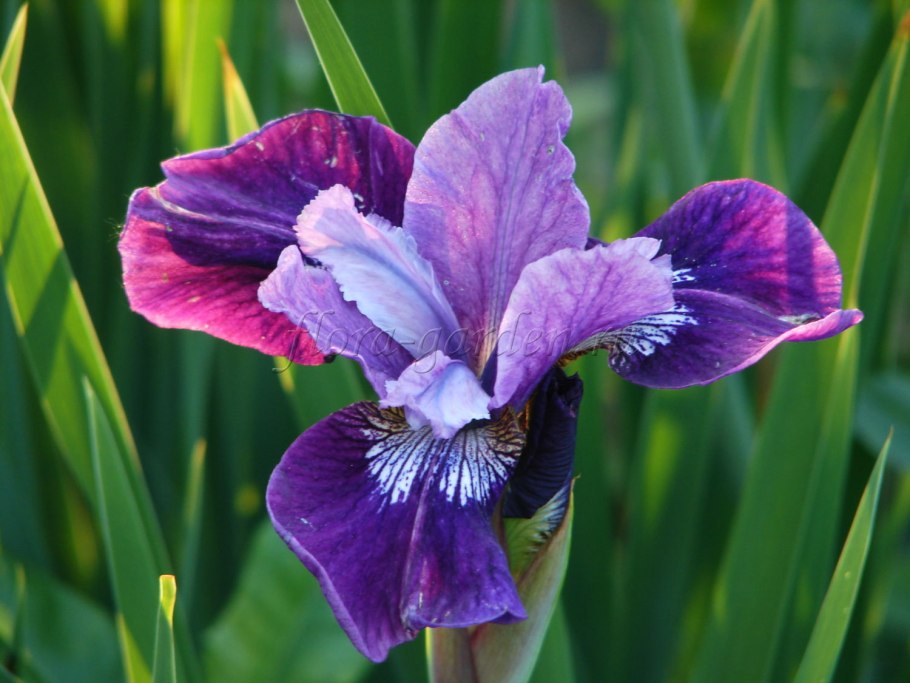 Ирис sibirica Sugar Rush