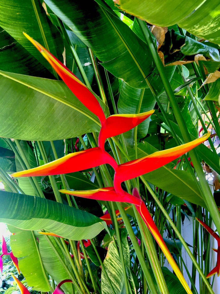 Ликуала пелтата