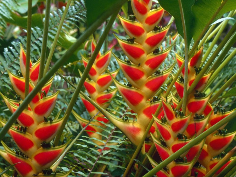 Монстера радифорда Эстетика