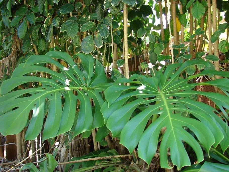 Монстера деликатесная (Monstera deliciosa)