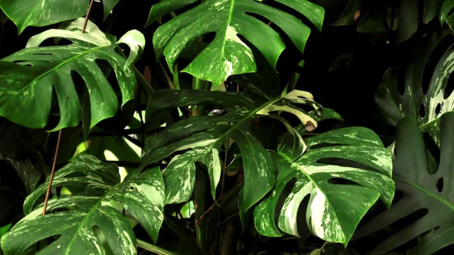 Монстера Делициоза Monstera deliciosa размножение