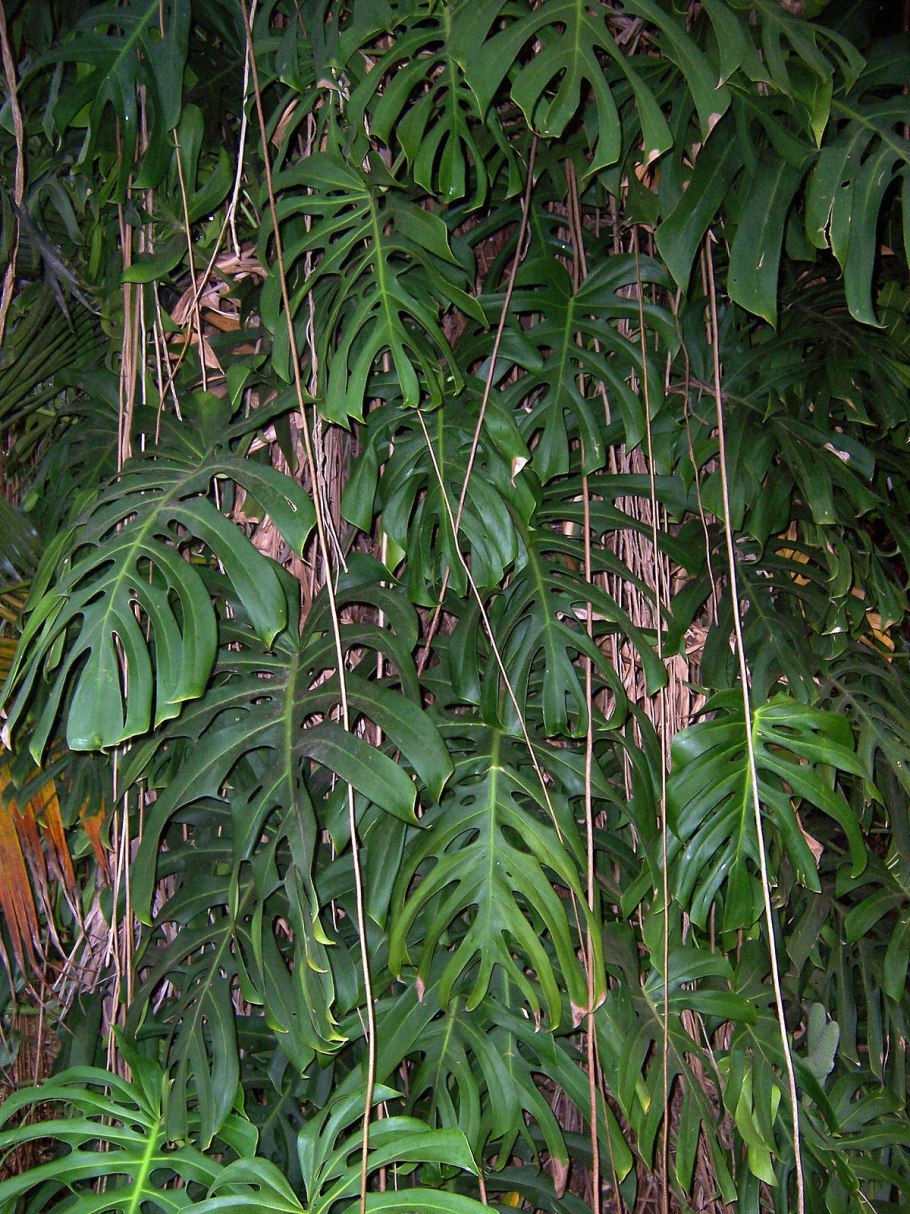 Монстера (d-24, н-80)