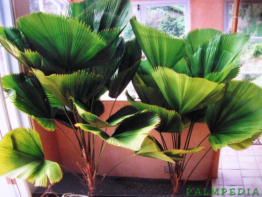 Стрелиция Геликония