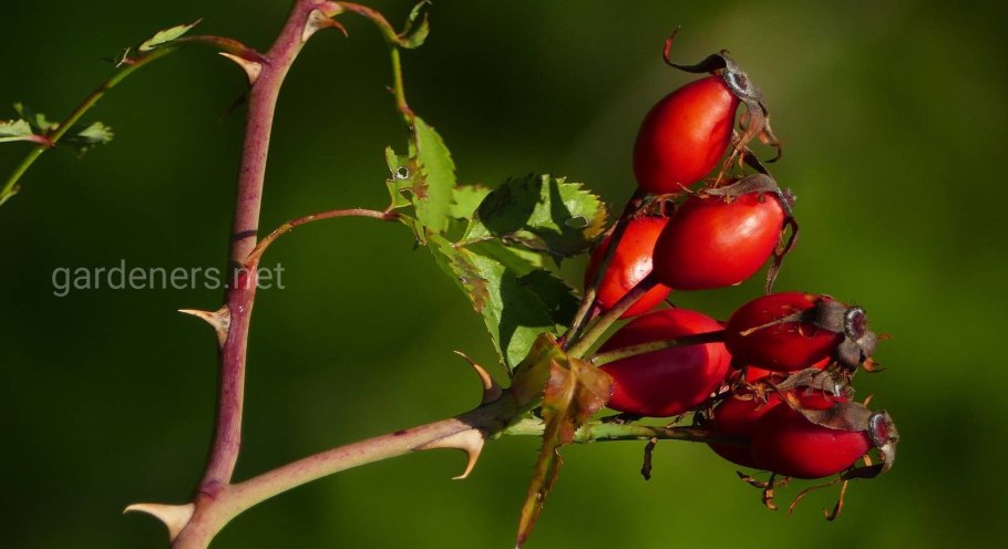 Колючки куста шиповника