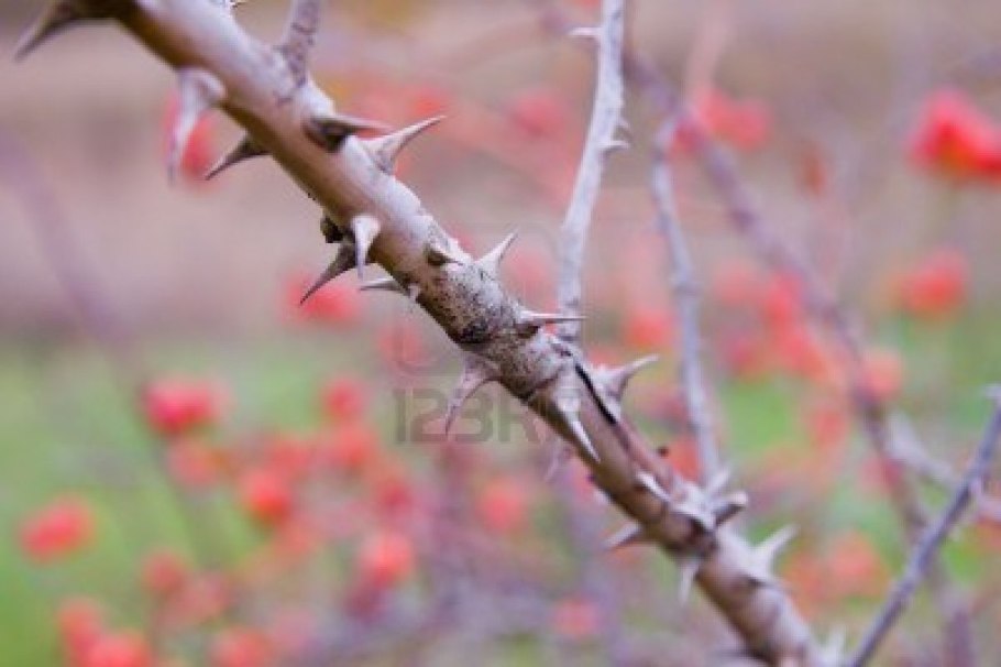 Растения с шипами и колючками