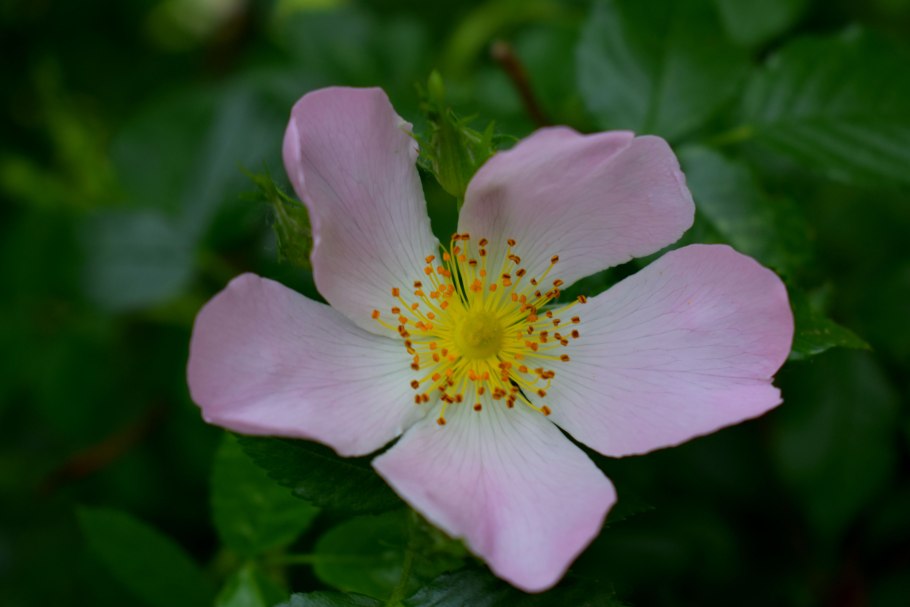 Шиповник мелкоцветковый