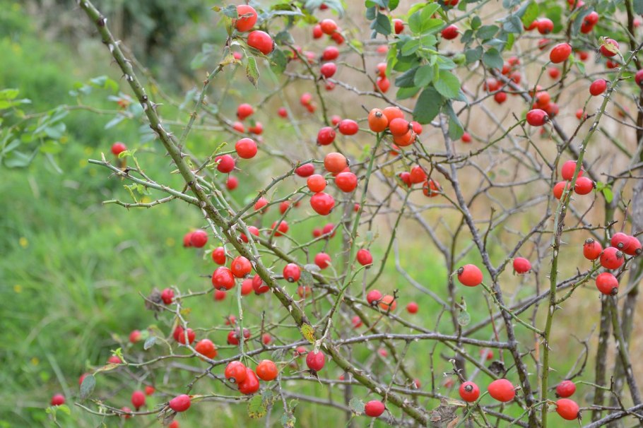Колючий куст шиповника
