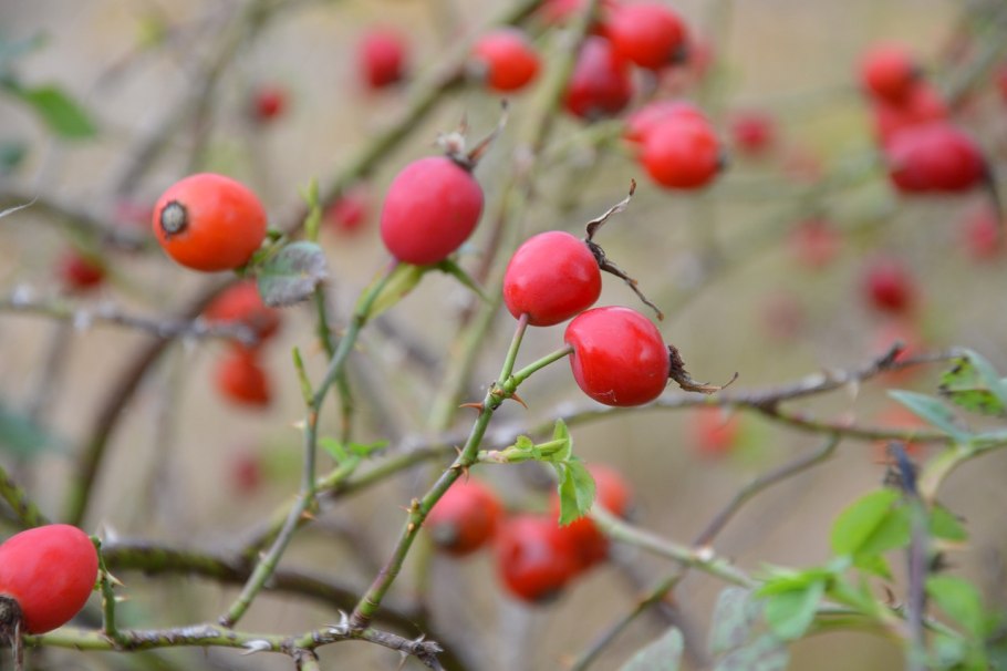 Шиповник длинноплодный