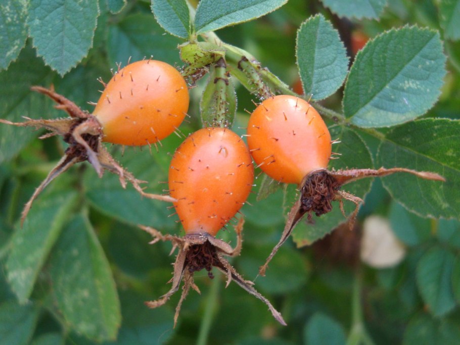 Шиповник куст